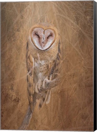 Framed Barn Owl Print