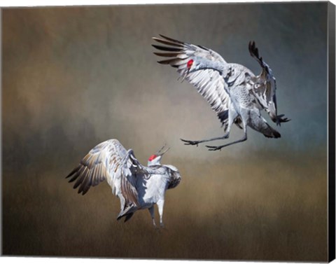 Framed Sandhill Cranes Print