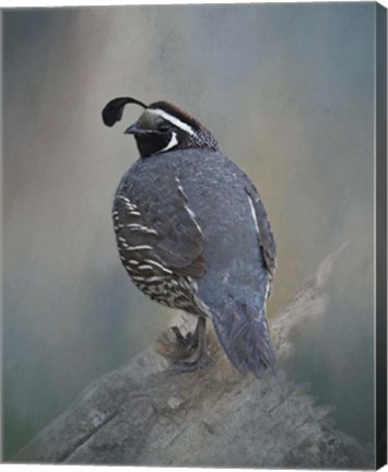 Framed California Quail Print