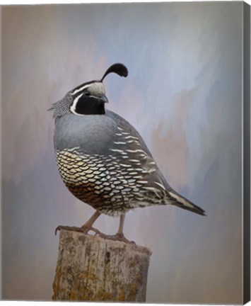 Framed California Quail II Print