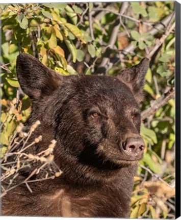 Framed Black Bear II Print