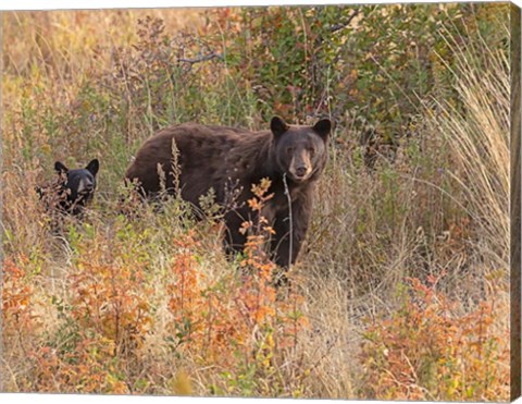 Framed Black Bear Sow and Cub Print