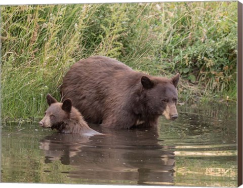 Framed Black Bear Sow and Cub II Print