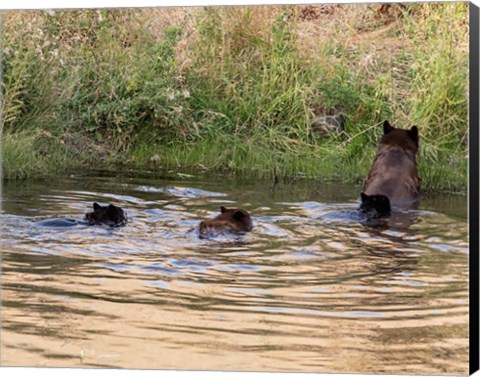 Framed Black Bear Sow and Cubs Print