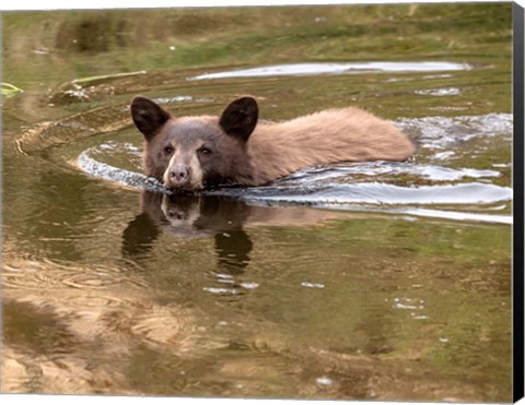 Framed Black Bear Cub Print