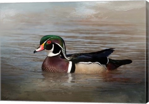 Framed Wood Duck Print