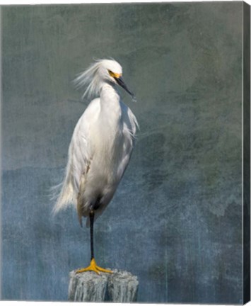 Framed Snow Egret Print