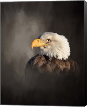 Framed Bald Eagle Print