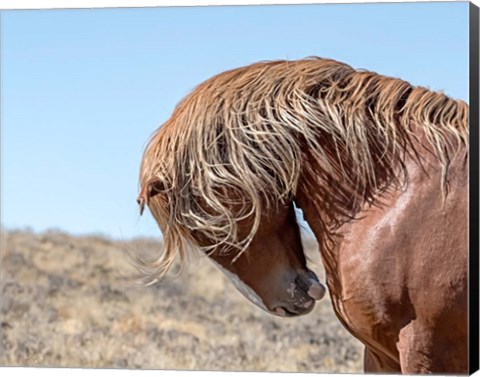 Framed Marshall - Wild Stallion Print