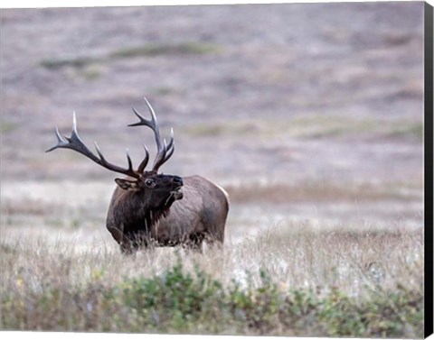 Framed Bull Elk in Montana Print