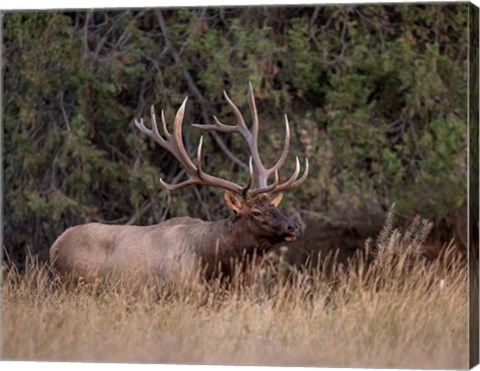 Framed Bull Elk in Montana IV Print