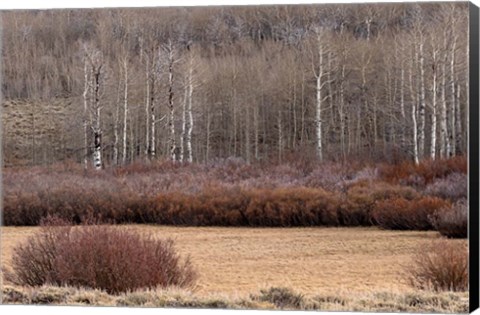 Framed Steens Mountain Meadow Print