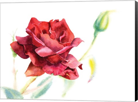 Framed Red Rose Print