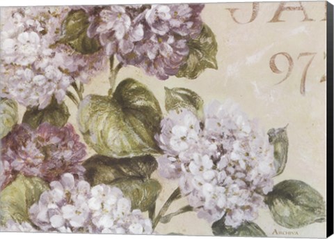 Framed Antiqued Hydrangeas I Print