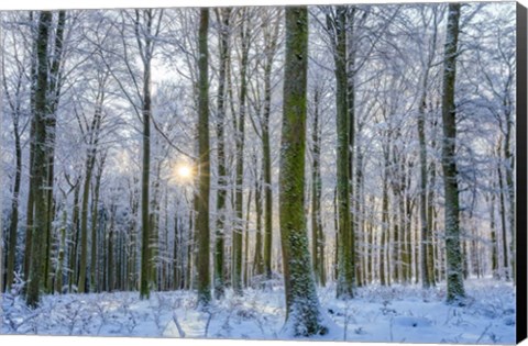 Framed Frosty Forest Print
