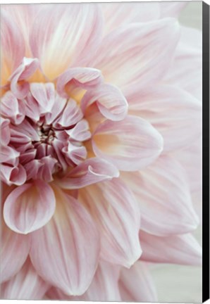 Framed Blush Pink Dahlia Print