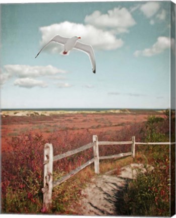 Framed Gull over Coastal Trail Print