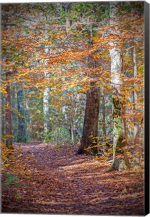 Framed Rust Fall Forest Print