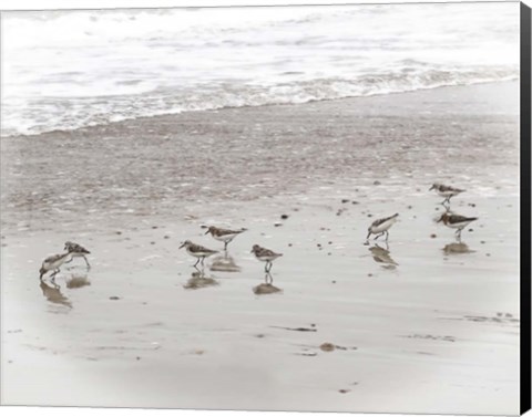 Framed Sandpipers Print