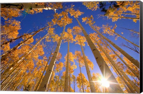 Framed Winter Aspens Print