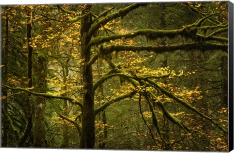 Framed Golden Drops Print