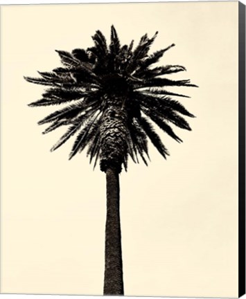 Framed Palm Tree 1979 Tan Print