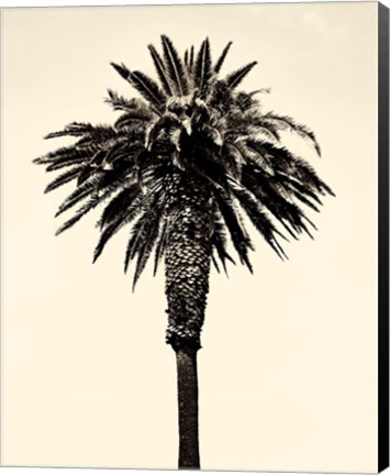 Framed Palm Tree 1996 (Tan) Print