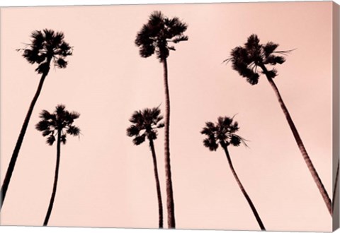 Framed Palm Trees 1997 Copper Print