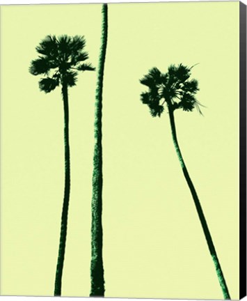 Framed Palm Trees 2000 (Cyan) Print