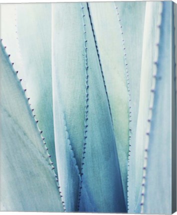 Framed Pale Blue Agave No. 1 Print