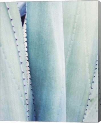 Framed Pale Blue Agave No. 3 Print