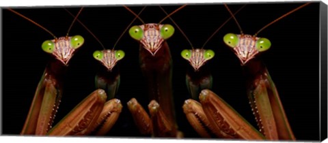 Framed Praying Mantis: Family Portrait Print