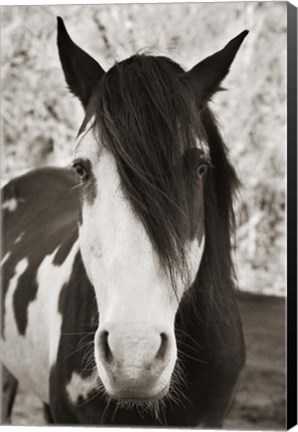 Framed Pale Eyed Stallion Print