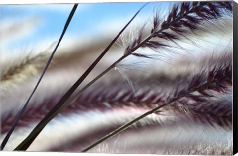 Framed Grasses No. 8 Print