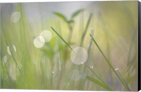 Framed Morning Light No. 1 Print