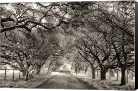 Framed Canopy Print