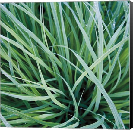 Framed Grass with Morning Dew Print