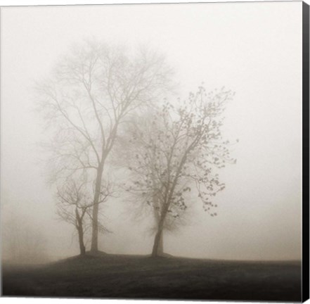 Framed Four Trees in Fog Print