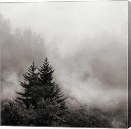 Framed Rising Mist, Smoky Mountains Print