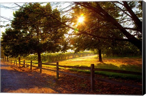 Framed Dreamland Vineyard Print