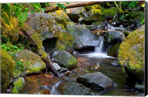 Framed Mossy Stream Print