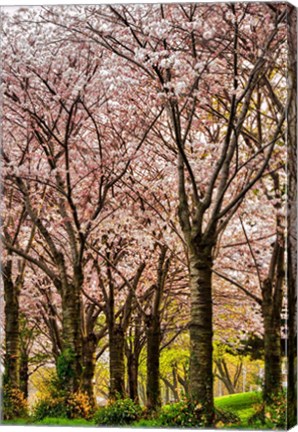 Framed Cherries in Bloom Print