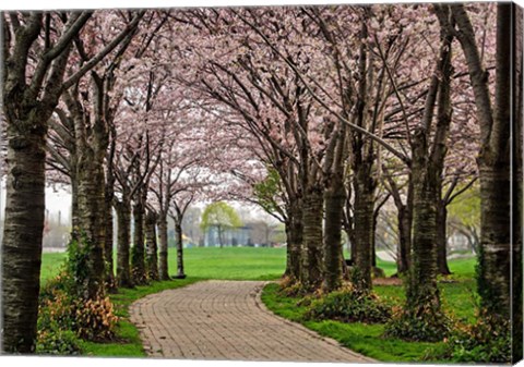 Framed Cherry Blossom Path Print