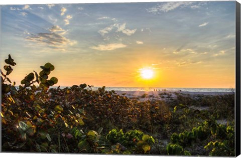 Framed Sea Grapes at Sunset Print