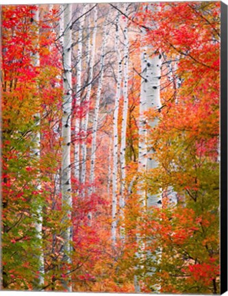 Framed Autumn Passage Print