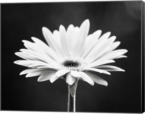 Framed Daisy Print