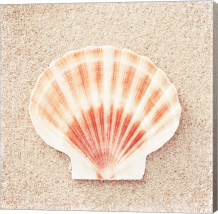 Framed Scallop Shell Print