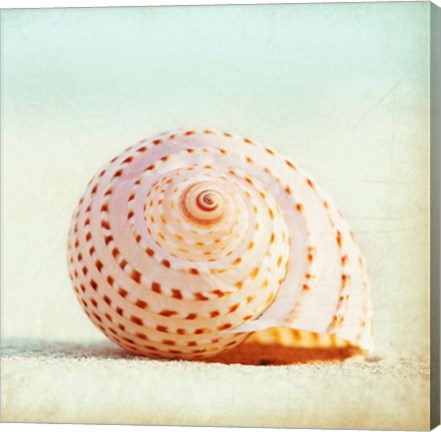 Framed Seashell Voices Print