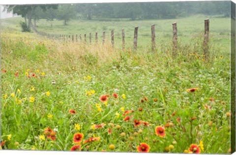 Framed Flowers and Fence Print