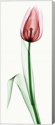 Framed Tulip II Print